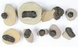 Lot: - Reedops Trilobites - Pieces #77358-3
